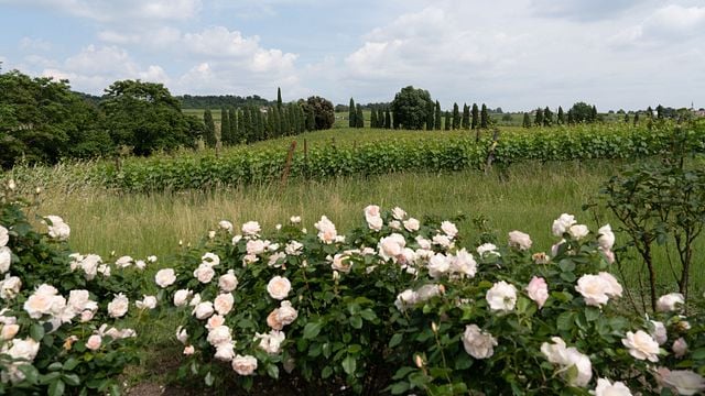Cavalleri