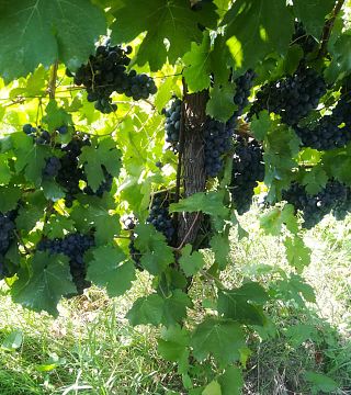 Visite de la cave et dégustation de 4 vins avec amuse-gueules