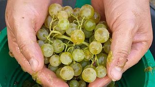 Degustação de vinhos e passeio na Csite Family Estate