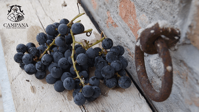 Cantine Campana: A Legacy of Italian Winemaking