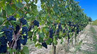 Dégustation de vin – Coccinelle | Cantamessa Vini