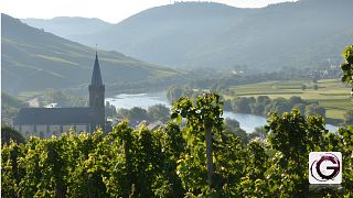 Weinbergspaziergang und Weinprobe im Weingut Gindorf