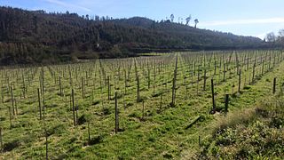 Cata y tour de vinos clásicos en 100Igual
