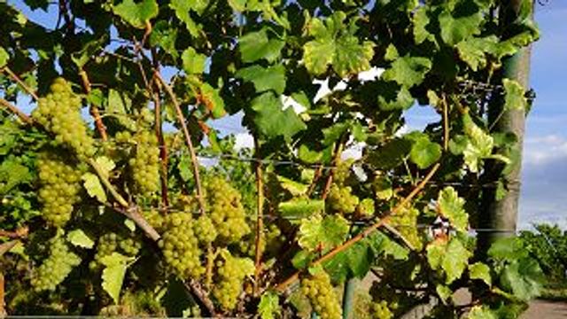 Découvrez les Terroirs du Palatinat et dégustez des Cépages sélectionnés issus de différents Terroirs