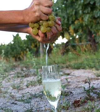 Degustazione di vini e tour alla Bodega Burbujas De Altura