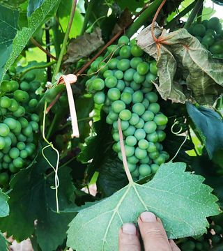Degustazione di vini e tour presso le cantine e l'enoturismo El Peco