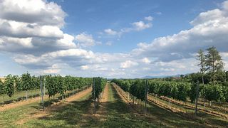 Weinbau Rogl Winery