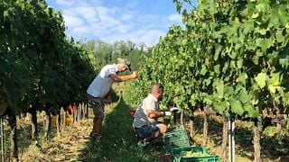 Degustação de vinhos e tour na Fattoria Fibbiano