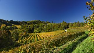Visita al Vigneto solidale e Degustazione in Cantina a Le Manzane
