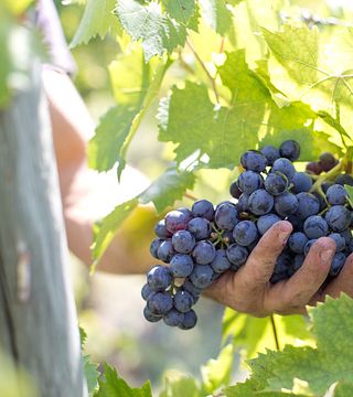 Tour+Degustazione di 3 FANTASTICI vini con 1 Supertuscan, 2 Chianti Classico e 2 formaggi