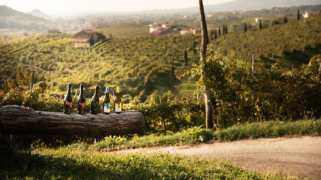 Veneto Vineyard Tour & Wine Tasting at Follador