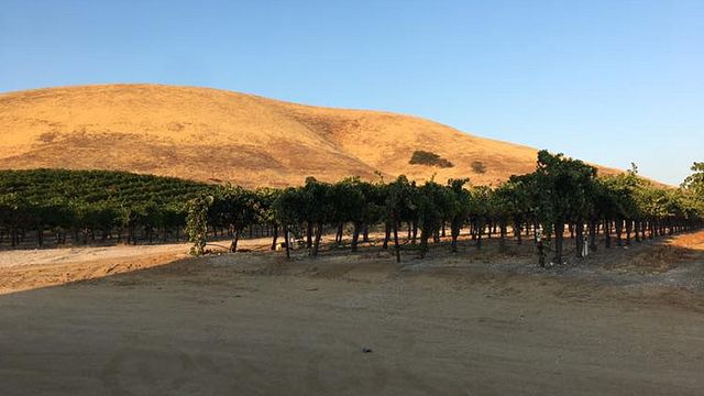 Pierce Ranch Vineyards
