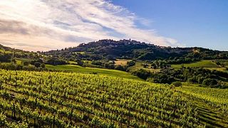Toskanische Bio-Wein- und Weinbergtour + 5 Weinproben gepaart mit einem leichten Mittagessen im Manvi