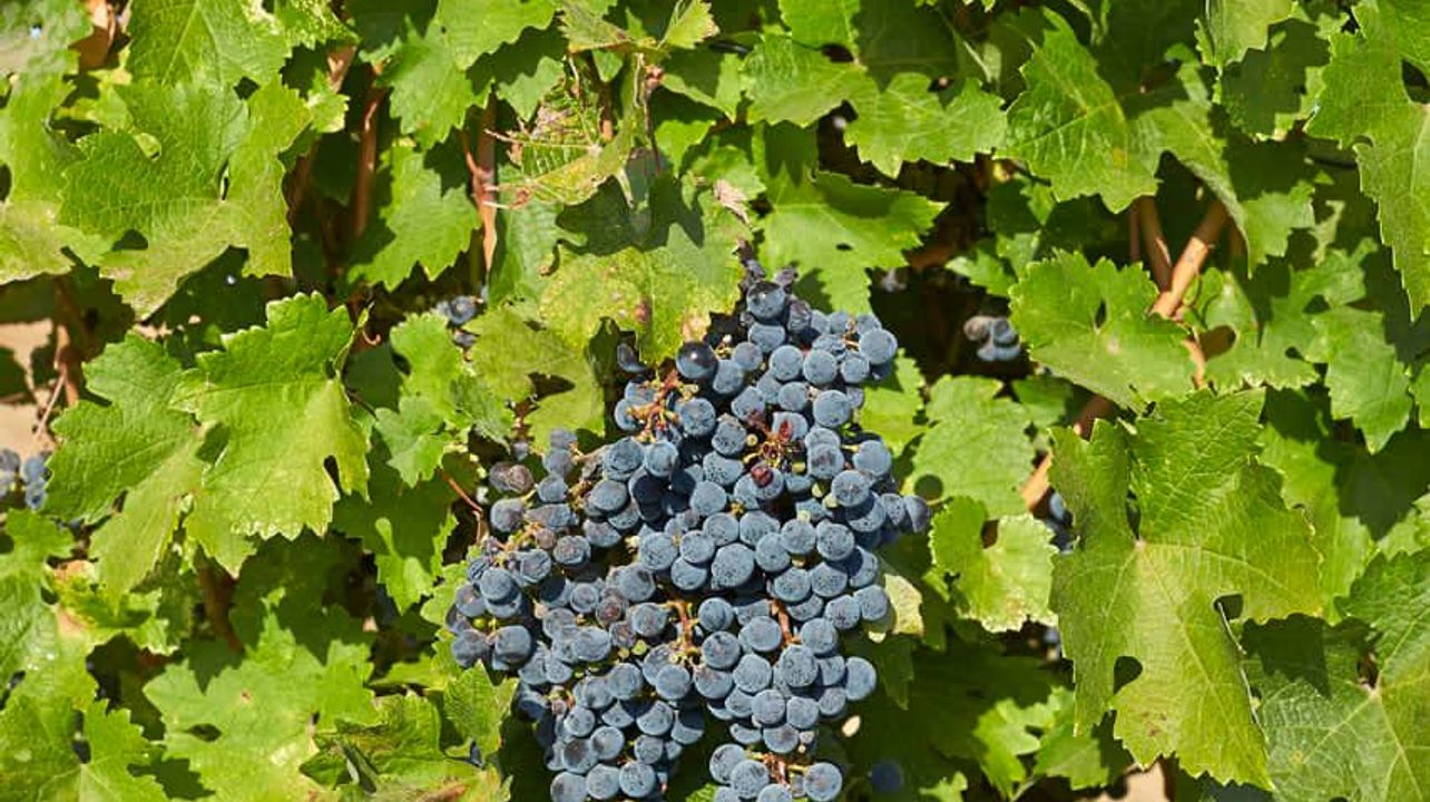 Esplora le cantine, la vinificazione e le degustazioni dell'Algarve in 2 tenute