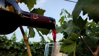 Puglia Wine & Olive Tour at Azienda Melillo