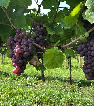 La Viarte Winery