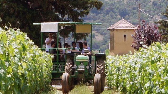 Degustazione di vini e tour presso l'azienda vinicola Troupis