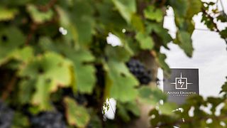 Cata de vinos y visita guiada en 47 Anno Domini