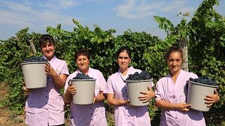 Weinberg- und Weinguttour und Weinprobe | Chateau Burgozone 