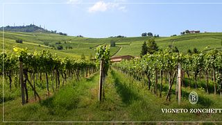 Weinprobe und Tour bei Batasiolo