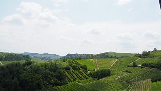 Dégustation de vins au cœur du Roero | Cascina Torniero des frères Migliasso