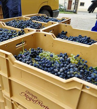 Bodega Miguel Merino Winery