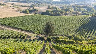 Winery Tour and Premium Wine Tasting