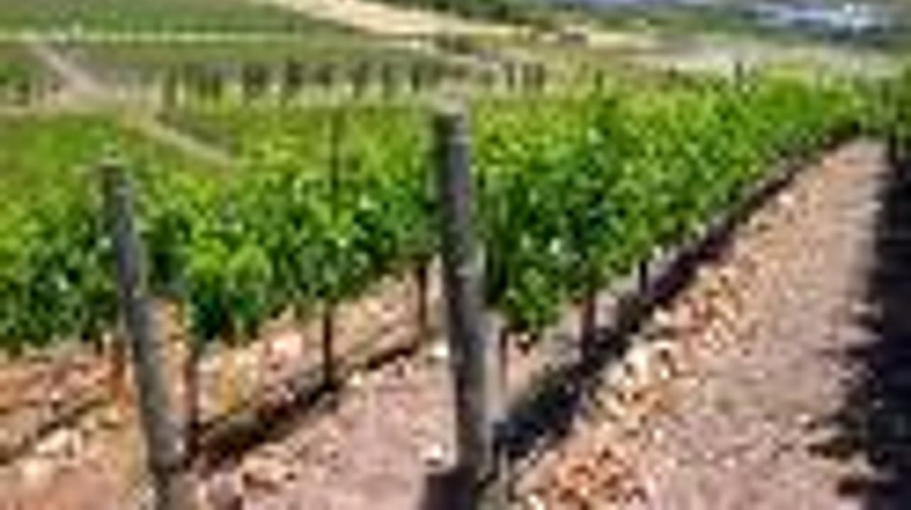 Recorrido por los pingüinos, la península y el vino