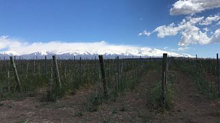 Zorzal Wines