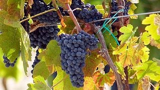 Dégustation de quatre vins et visite chez Catalano Viticoltori