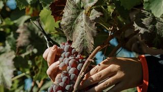 Tenute dei Ciclopi signature experience: Etna Wine Tasting