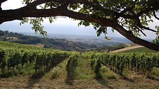 Degustazione di vini e tour al Marchese Adorno