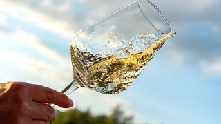 Vinhos Volterra: emoções sensoriais de uma “agricultura VIVA”