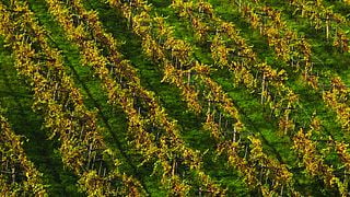 Weinprobe im Weingut Iselin