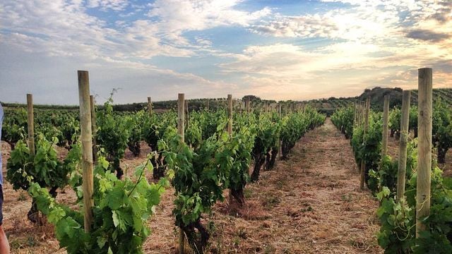 Cata de vinos y visita a Bodegas Bhilar