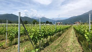 Terre del Creario Winery