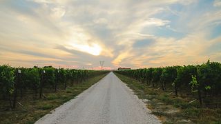 Modena Cantina Ventiveti Exclusive - Visite des vignobles et dégustation de 5 vins