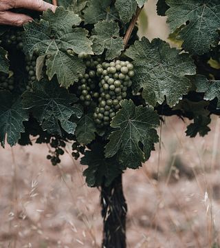Vintage-Wein-Abenteurer in der Quinta de Sant'Ana
