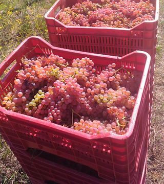 Sant'Agnese Winery
