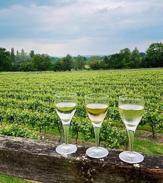 Londoner Weintour zu den Weinbergen von Sussex