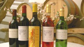 Beliebte Weinprobe bei Cointes