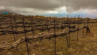 Teneriffa, Insel einzigartiger Vulkanweine