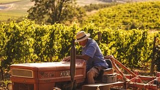 Celestino Pecci: A Tuscan Legacy