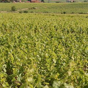 Experience Beaujolais in Your Motorhome