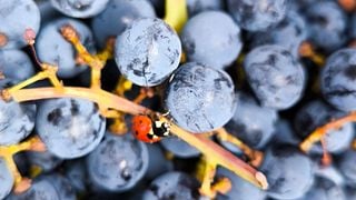 Winery & Distillery Ana Naglich
