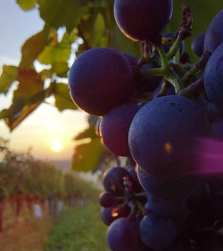 MiroVino: A Family-Owned Boutique Winery