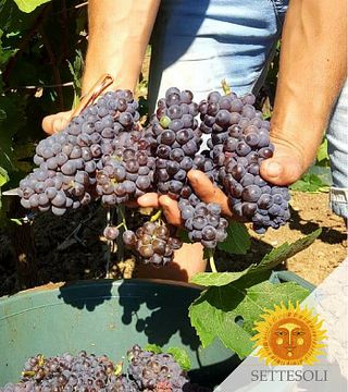 Cantine Settesoli