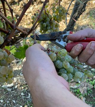 Experiência de colheita de uvas com almoço toscano e harmonização de vinhos