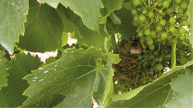 Degustação de vinhos e tour na Biopaumera