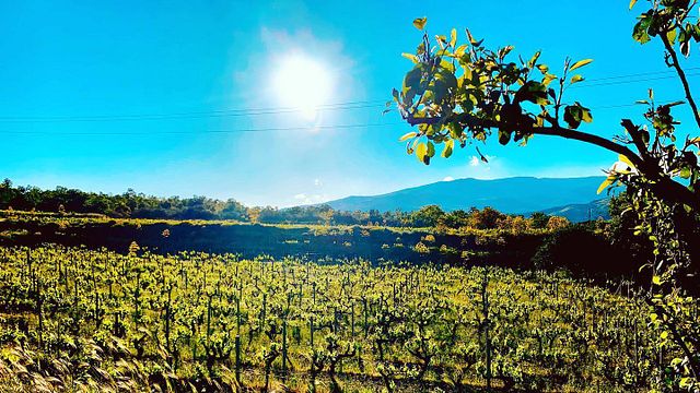 Girolamo Russo Winery